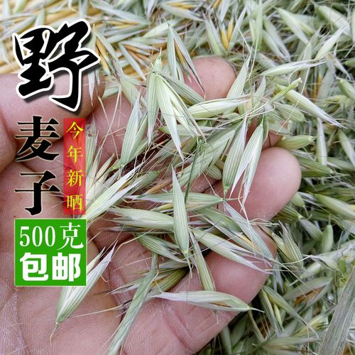 买二送一2023年正宗野麦子野生浮小麦野燕麦野小麦雀麦500克包邮