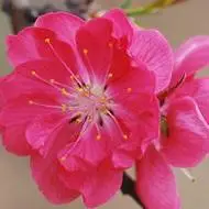 关于桃花的风景图片头像