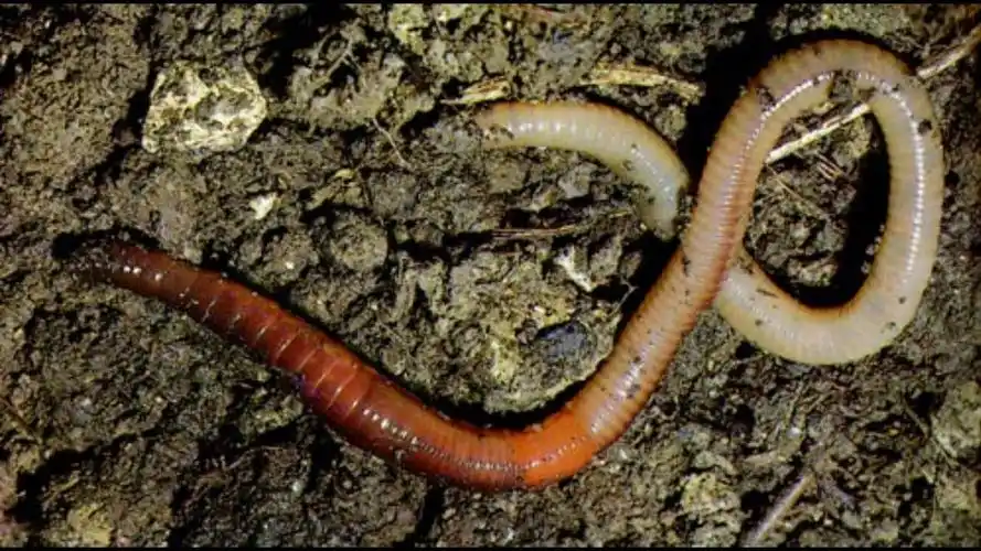 脊椎动物与无脊椎动物