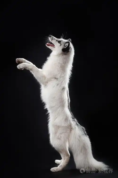 北极狐狸,狐狸蓝狐