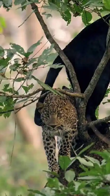 花豹与黑豹同行