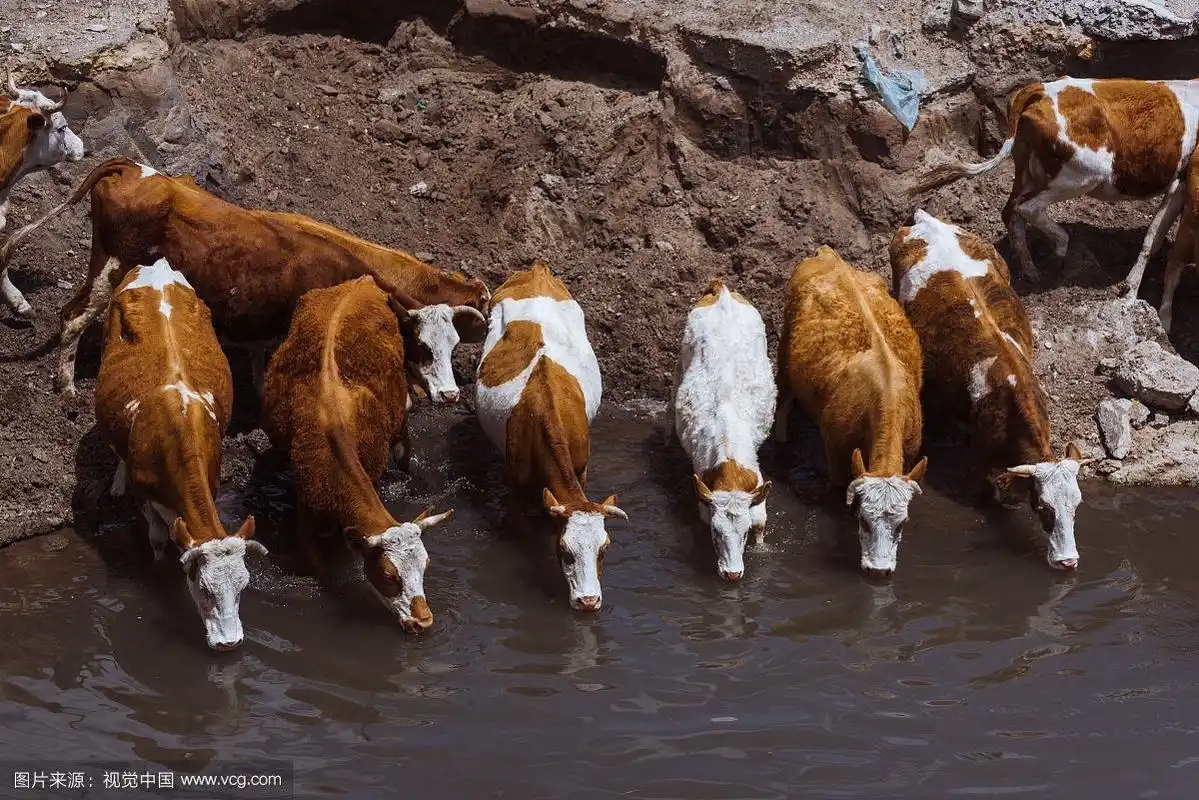 喝水的牛