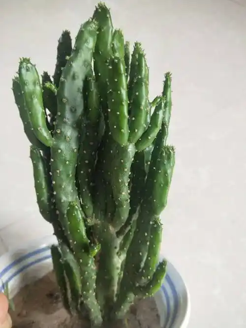 珊瑚掌和姬珊瑚区别