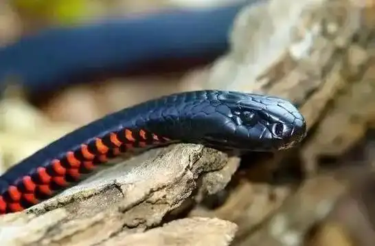 虎蛇        虎蛇 是爬虫类有鳞目眼镜蛇科下的一个种属.