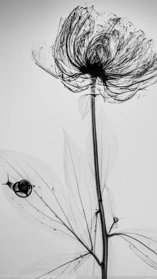 唯美灰色系植物枝干