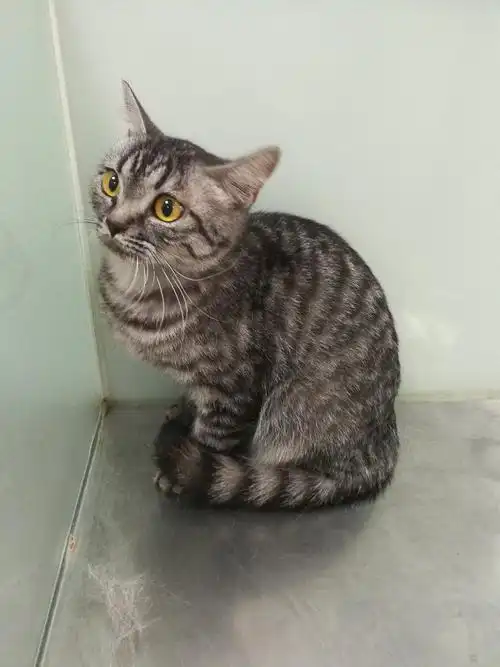 自家英短银虎斑寻主人