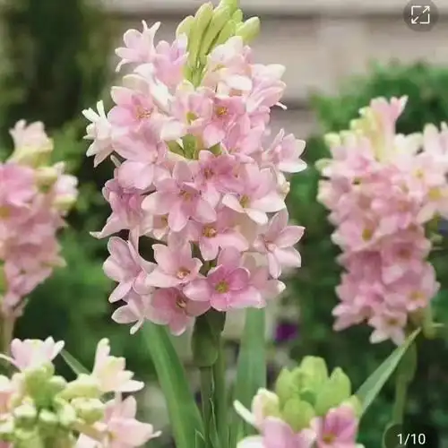 粉色晚香玉 多年生球根花卉 花枝长50至80公分左右香气浓郁袭人