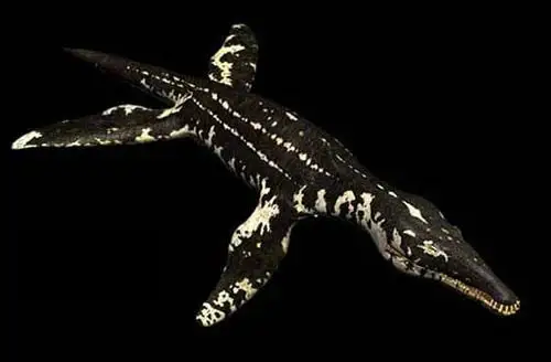 p>巨型羽翅鲎,体长约2.43米,,生活在距今约4.5亿年前.