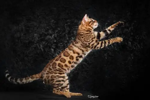 孟加拉豹猫tica上海赛场拍摄