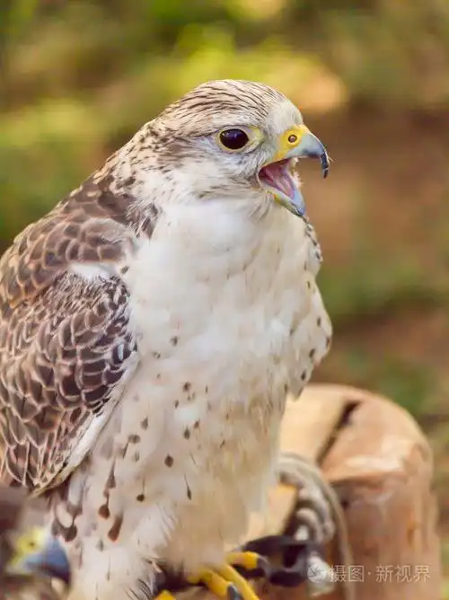 可爱的鹰