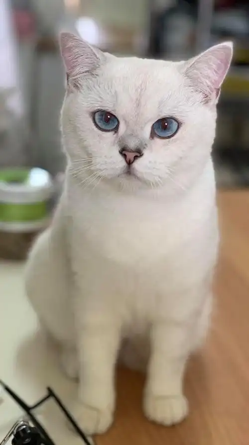 银渐层重点色银点小母猫