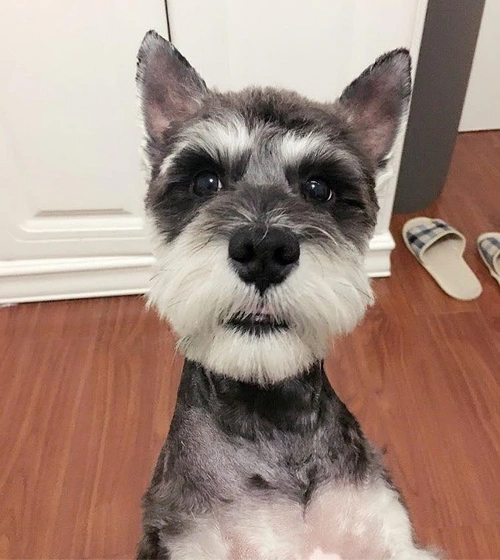 雪纳瑞图鉴倔强又迷人的狗界小老头