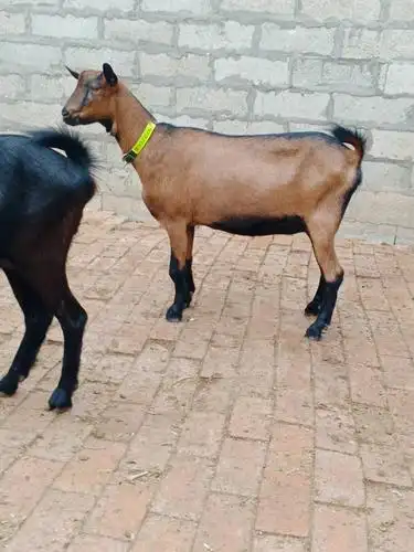 奶山羊,是乳用品种的山羊,经过高度选育繁殖的优良品种,产奶量很高.