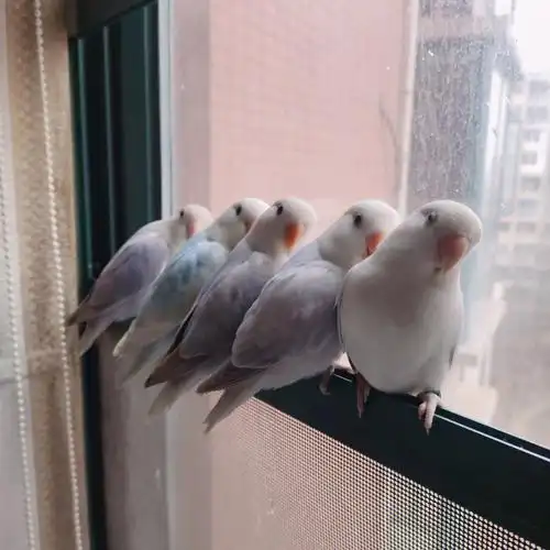 00牡丹鹦鹉相亲(配对)技巧分享