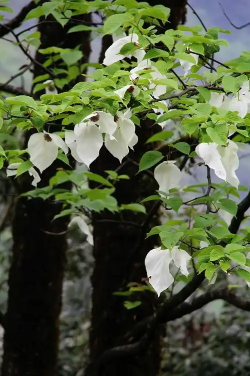 美丽的鸽子花(荥经)2019年4月25日