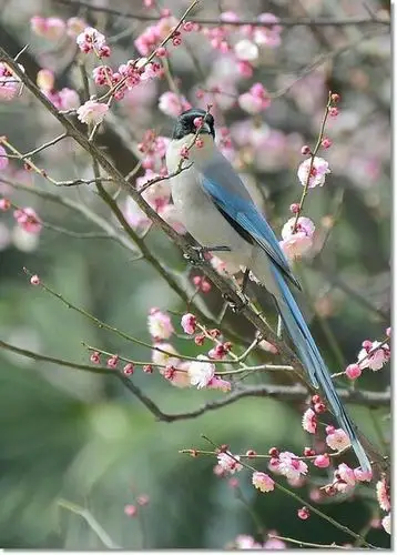 吉祥鸟一一一喜鹊