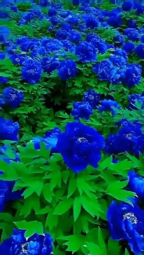 蓝色牡丹花太漂亮0303