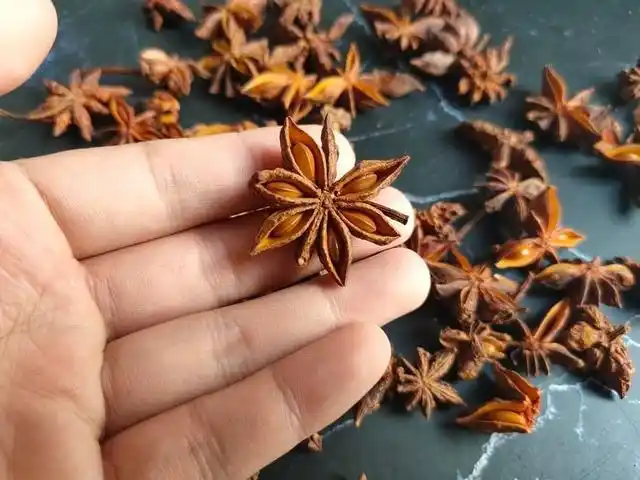 教你如何鉴别"假八角"