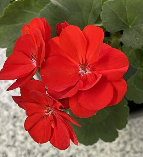 天竺葵盆栽花卉直立红色秘密四季开花品种带盆带土发货阳台庭院好