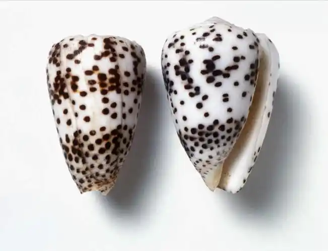 俯视,室内,特写,白天,白色背景,静物,阴影,装饰,反射,纹理,影子,斑点