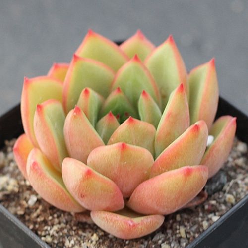 多肉植物组合盆栽绿植花卉防辐射甲醛肉肉华美多肉植物