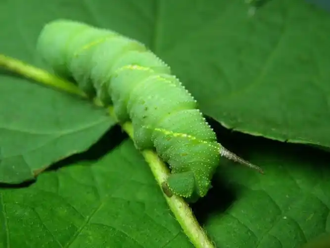 偶最新拍的~大青虫