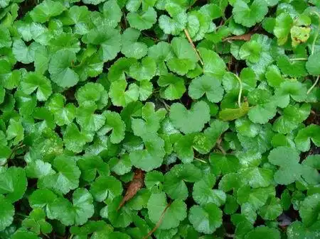 中国药用植物——积雪草