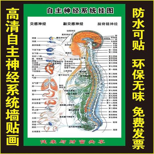 高清版自主神经系统挂图墙贴画海报交感神经脑脊髓神经器官对应图