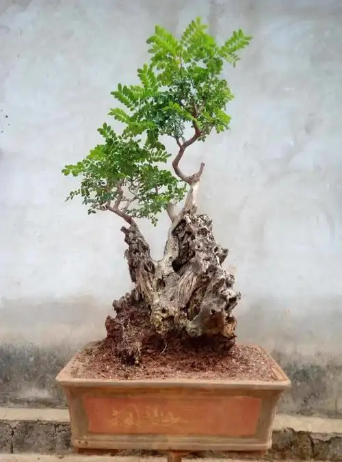 云南野生红芽清香木老桩盆景熟桩