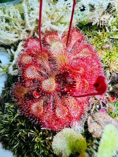 食虫植物茅膏菜