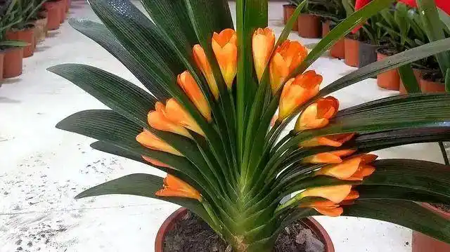 家庭养君子兰摆放有说法尤其这2个位置别放