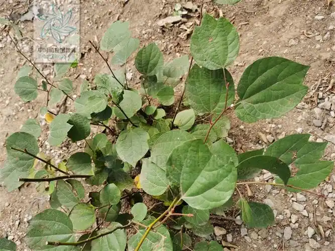 lindera obtusiloba 三桠乌药