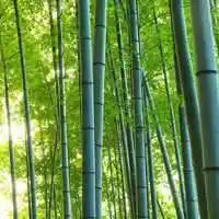 淡雅的竹林头像 绿色清新竹林头像大图_微信头像图片大全