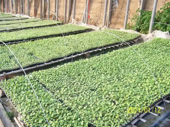 寿光市凯悦种苗育苗基地