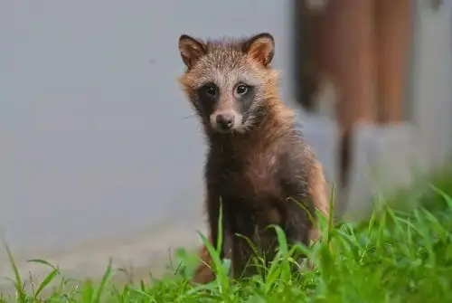 乡关貉处从荒野到衣柜皮草养殖业中的野生动物