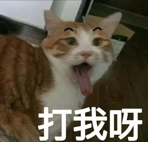 打我呀猫咪猫咪表情