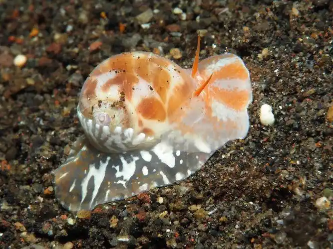 惊艳我的海洋动物贝壳紫唇玉螺