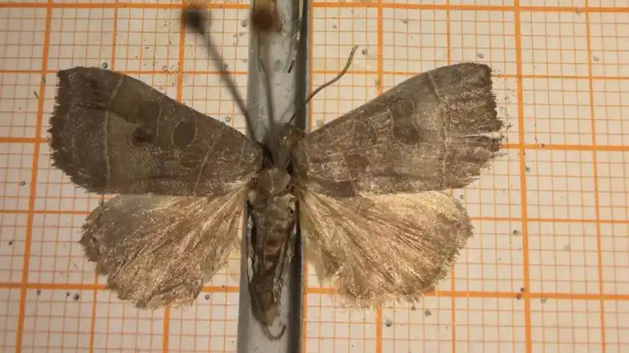 九月的蛾和二月的花