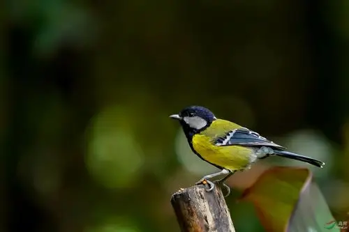 [林鸟] --------绿背山雀