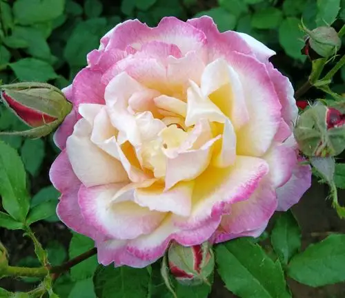 熊耳河边月季美