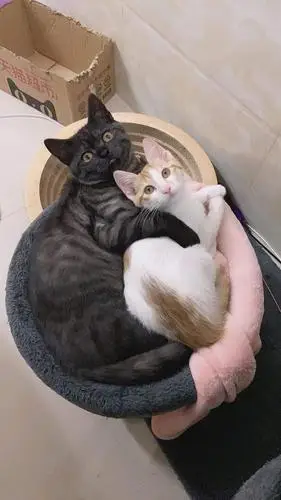 黑猫和橘猫结合后可以生出来的小猫竟然是这个颜色