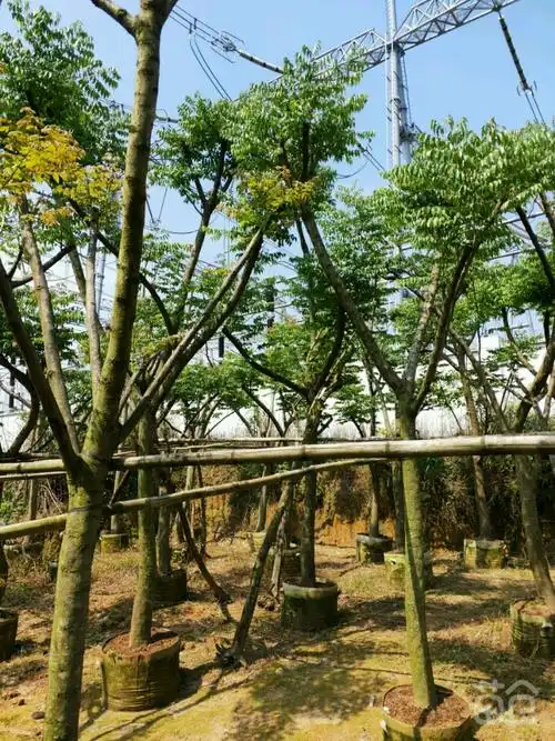 台湾栾树木栾仔12公分移植苗价格400元