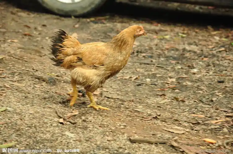 黄母鸡图片