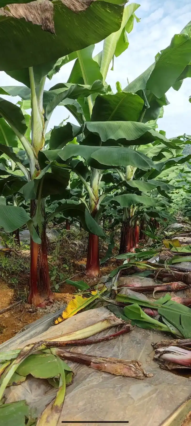 桂丰红抗#香蕉苗 #抗病品种  - 抖音