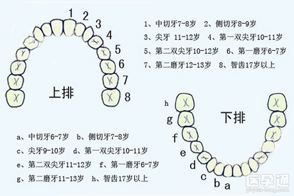 换牙的年龄,爸妈可以通过儿童换牙顺序图,了解到孩子先长出哪颗牙齿