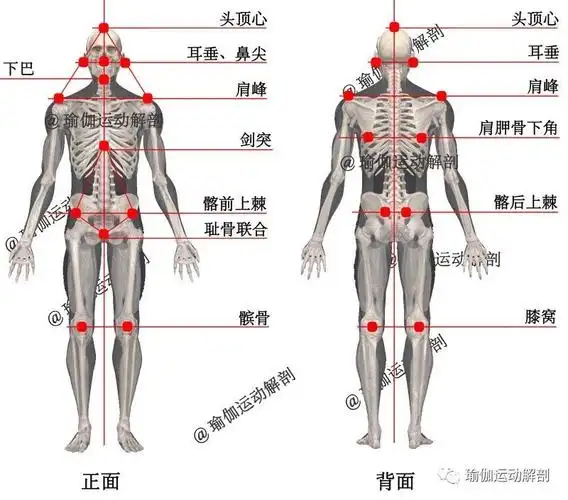瑜伽体位山式站立tadasana精准正位解剖分析