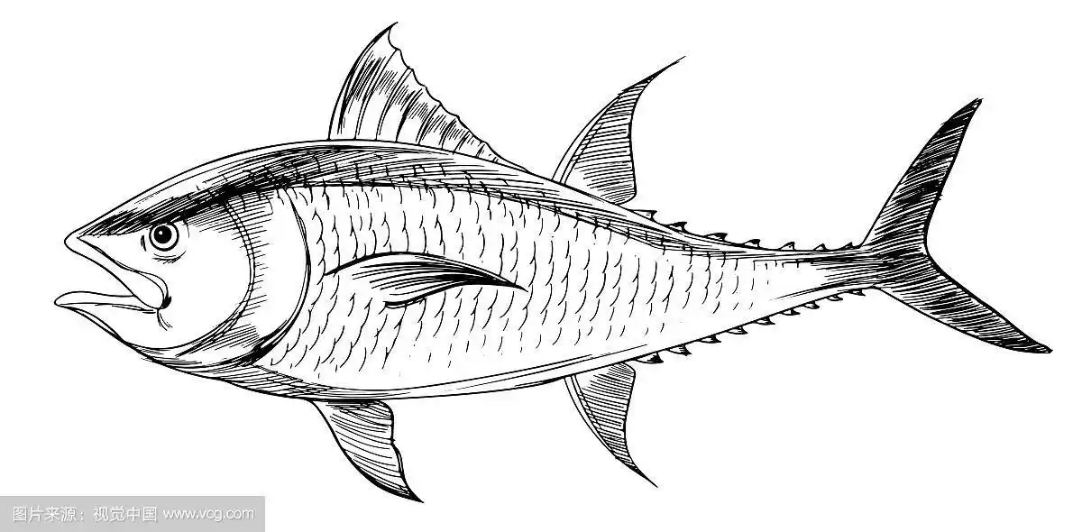 大西洋蓝鳍金枪鱼