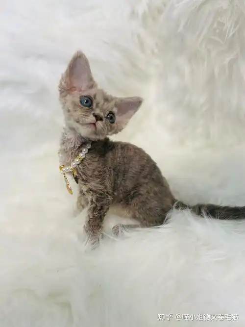 德文卷毛猫