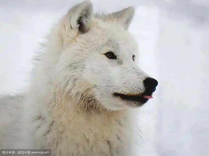 一只北极狼伸出舌头