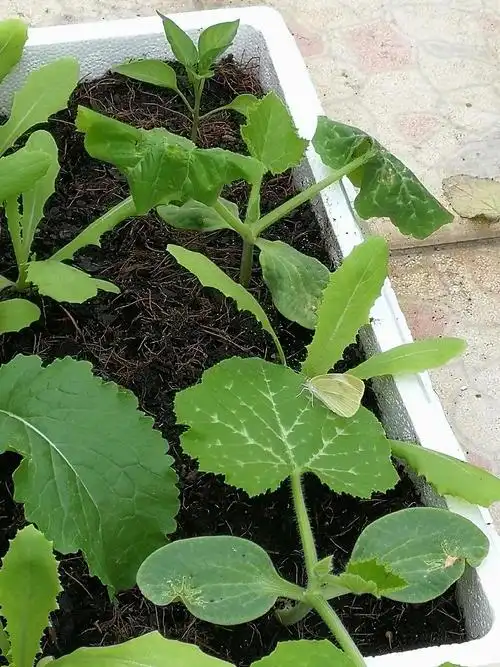 有蝴蝶飞来,青瓜苗长大了